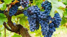 images/categorieimages/Grenache grape.jpg